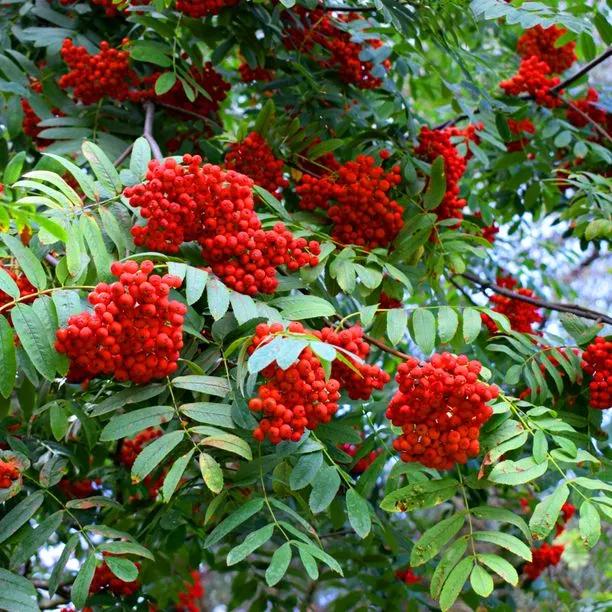 Rowan (Sorbus aucuparia 'Sheerwater Seedling') 1